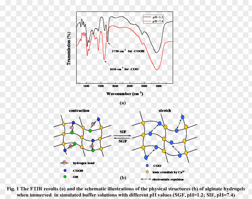 Calcium Alginate Alginic Acid PKa Carboxylic PH Dissociation Constant PNG