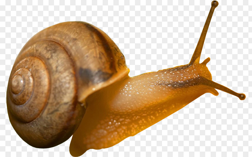 Snail Desktop Wallpaper Clip Art PNG