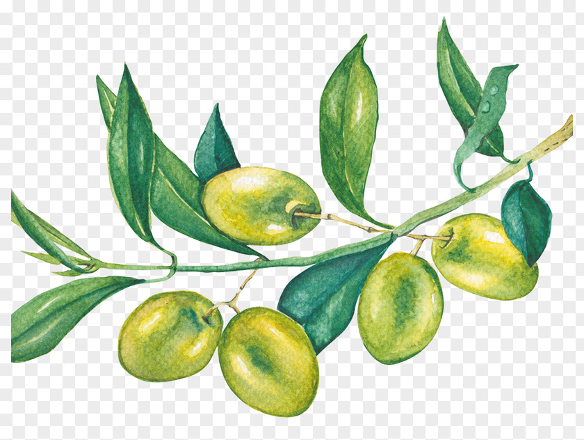 Food Branch Olive Tree PNG