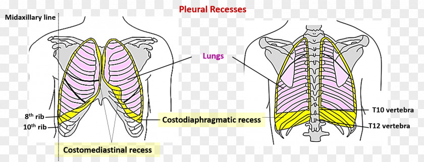 Glands Muscle Cartoon Character Anatomy PNG