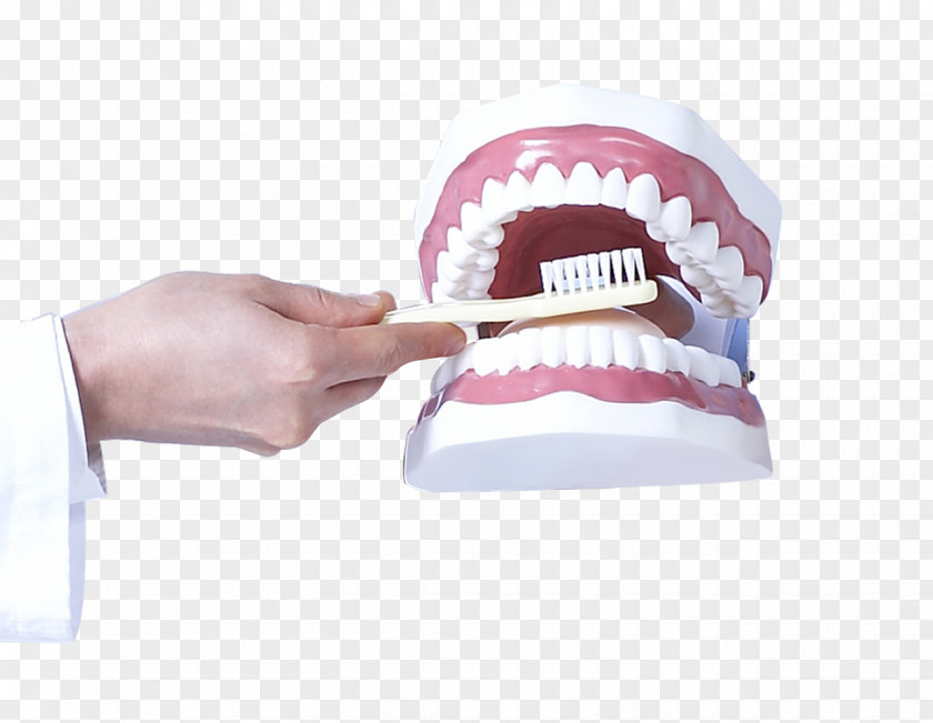 Hand Tooth Model Dentistry Health Care PNG