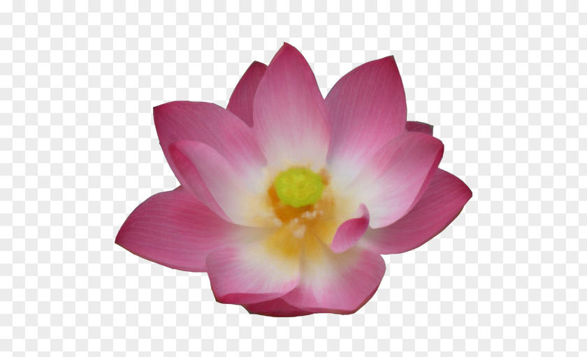 Nelumbo Nucifera Pink M Herbaceous Plant Lotus-m PNG