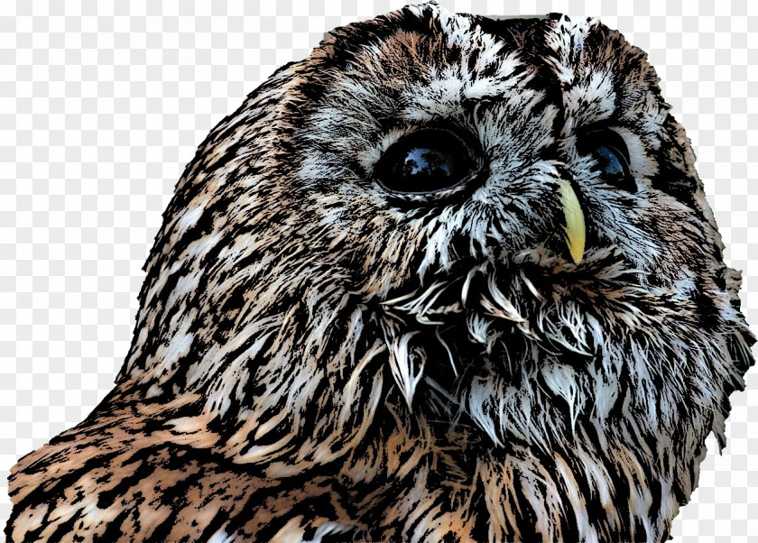 Owl Tawny Beak Snout PNG