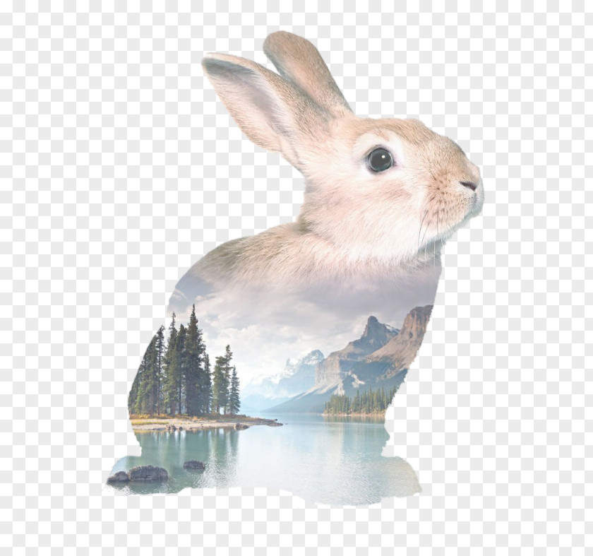 Rabbit Easter Bunny Holland Lop Watercolor Painting Drawing PNG