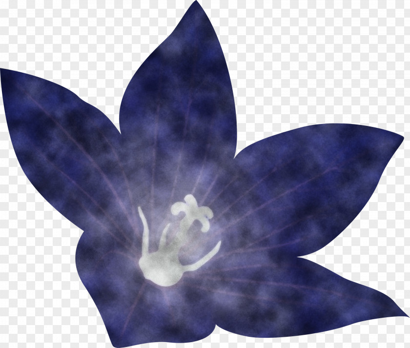 Balloon Flower PNG