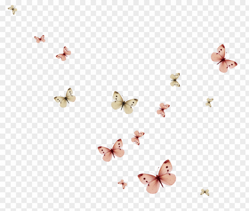 Black Beans Butterfly Standard Test Image PNG