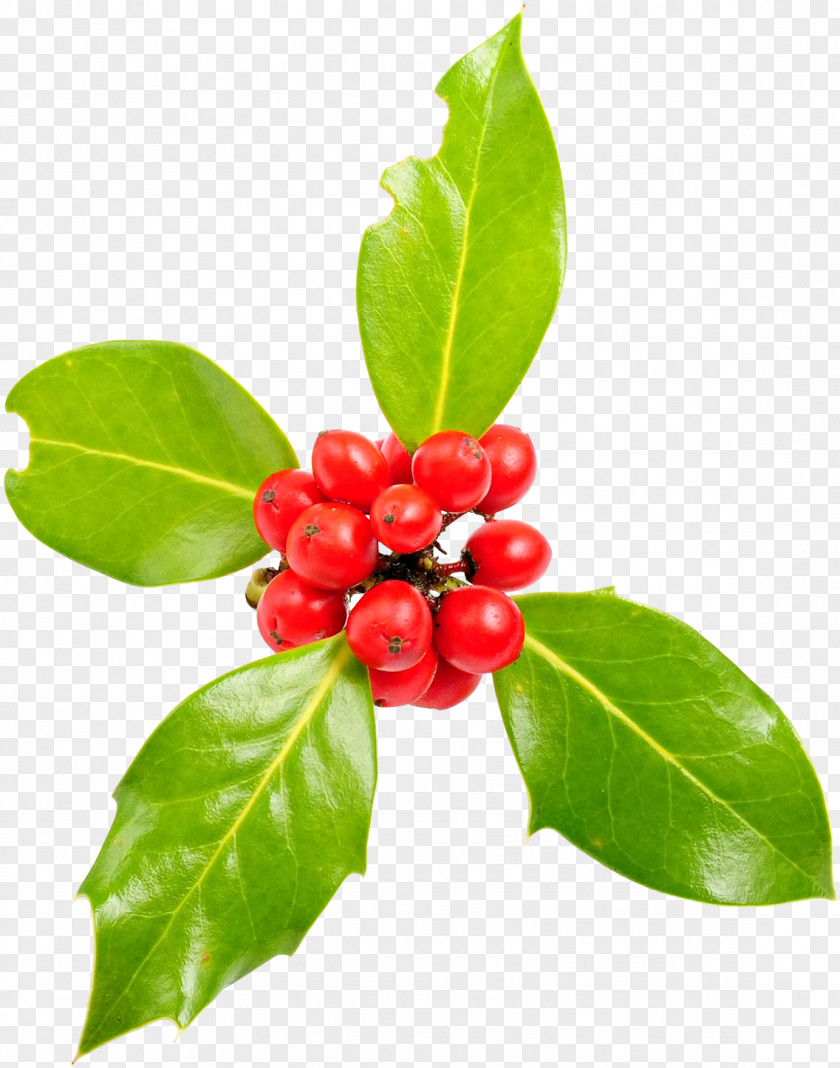 Common Holly Aquifoliales Graphical User Interface Viscum Album PNG