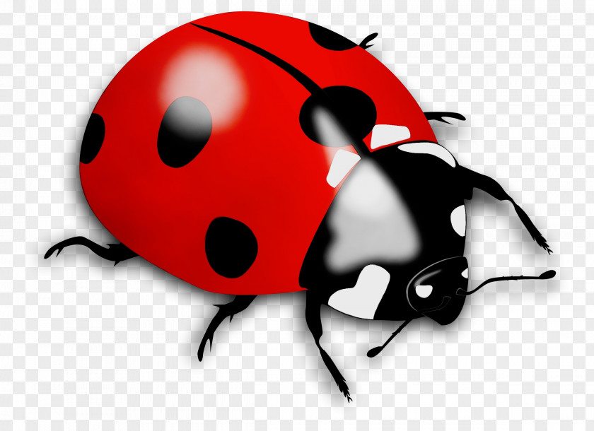 Ladybird Beetle Image JPEG Clip Art PNG
