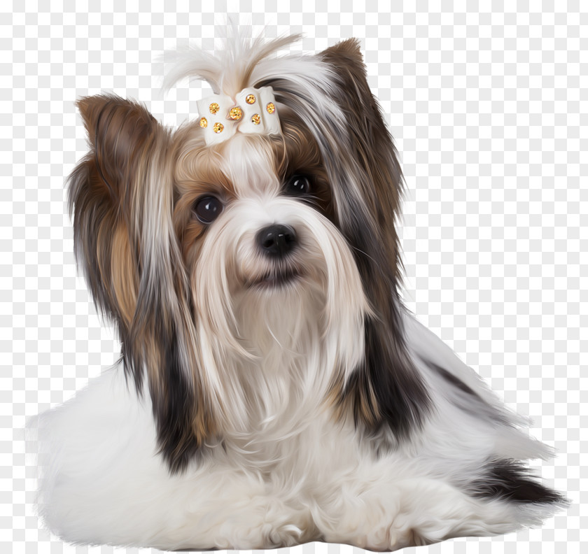 Puppy Yorkshire Terrier Morkie Shih Tzu Biewer Havanese Dog PNG