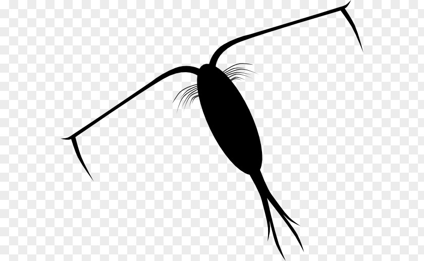 Zooplankton Clip Art PNG