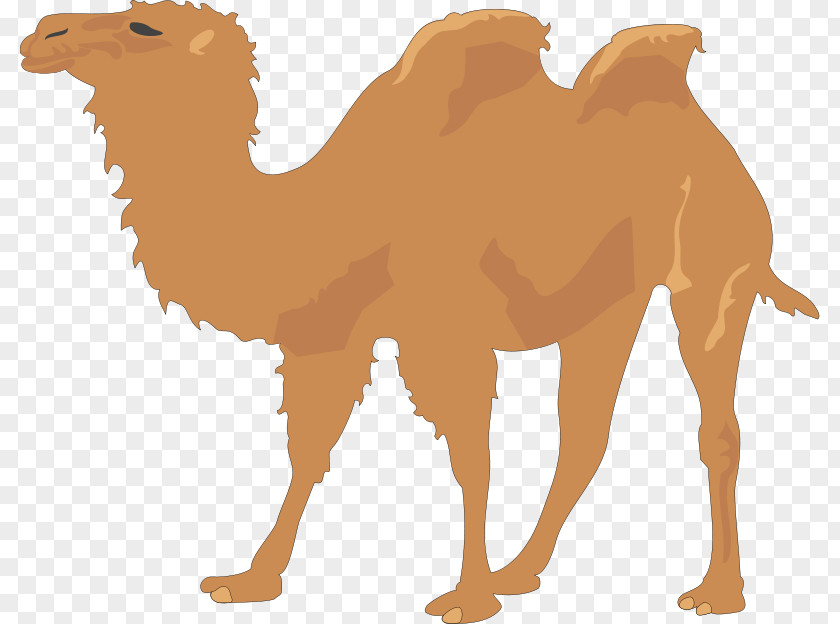 Cartoon Camel Pictures Clip Art PNG