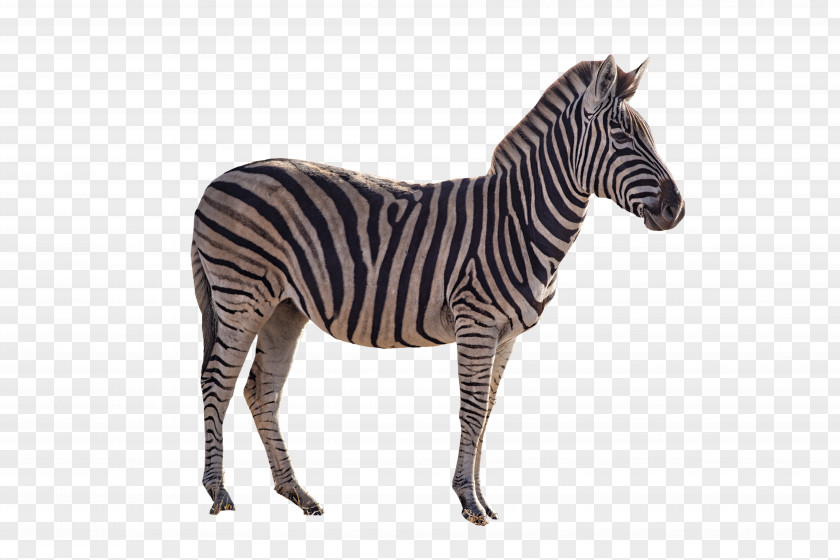 Horse Quagga Zebra Transparency PNG