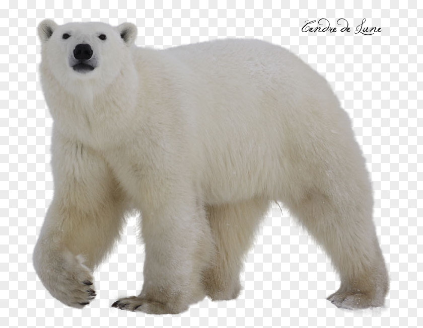 Polar Bear Clip Art PNG