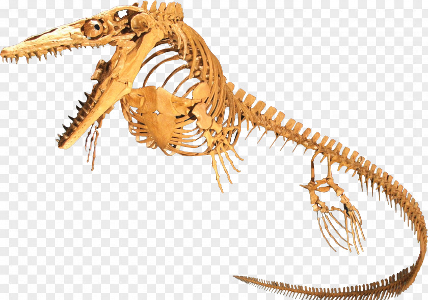 Skeleton Plesioplatecarpus Rocky Mountain Dinosaur Resource Center Mosasaurus Tylosaurus PNG