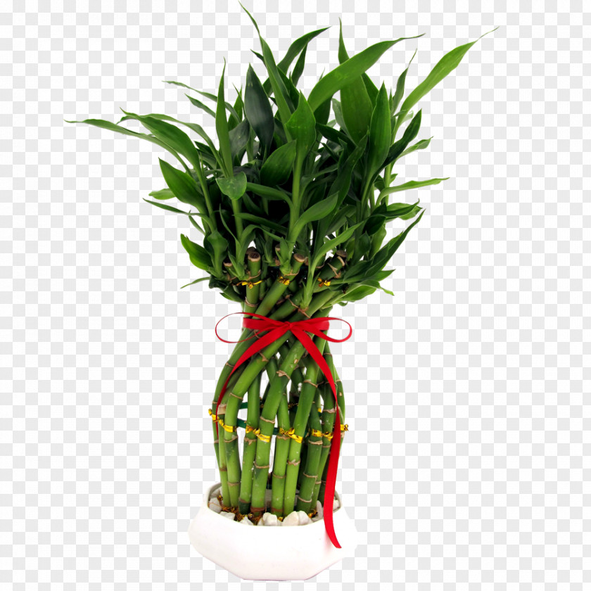 Bamboo Lucky Houseplant Flowerpot PNG