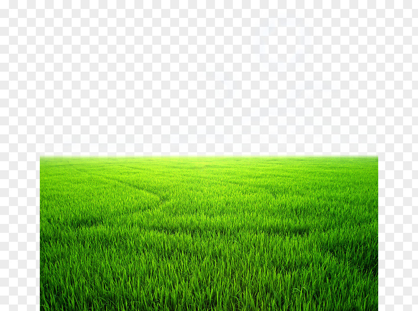 Beautiful Green Wheat Field Wallpaper PNG