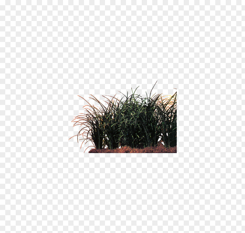 Bluegrass Plants Plant Euclidean Vector PNG
