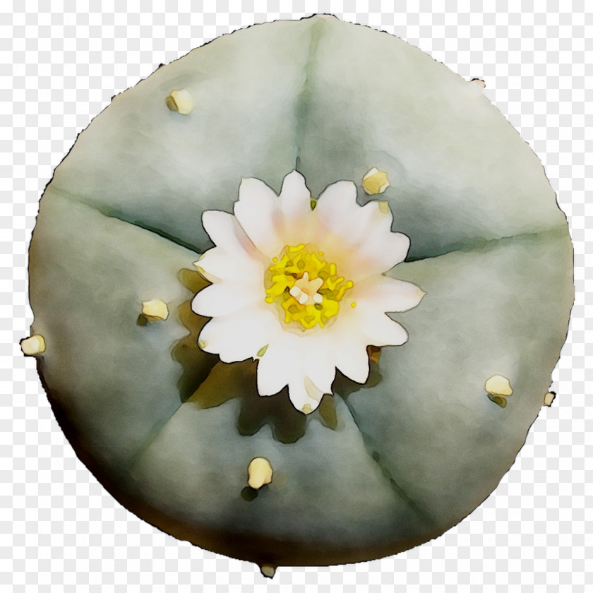 Flower PNG