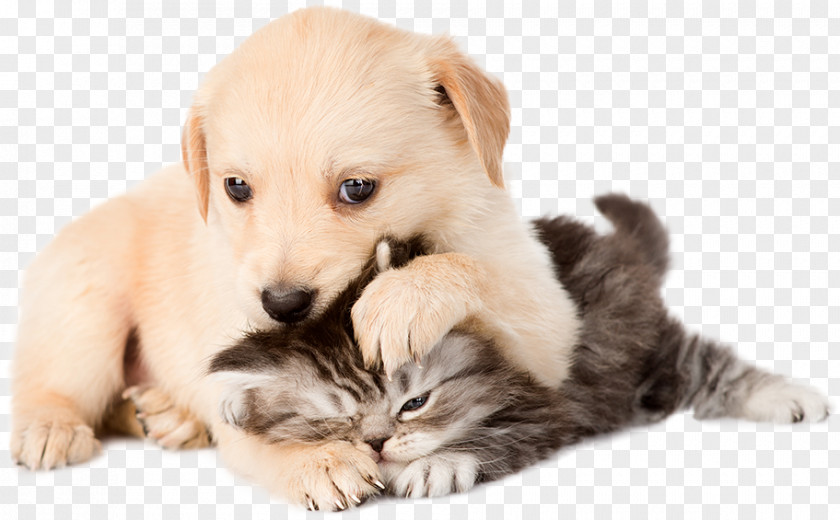 Golden Retriever Puppy Kitten Cat Bulldog PNG