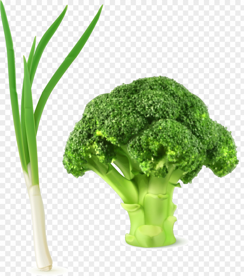 Green Onions Cauliflower Vector Elements Broccoli Slaw Vegetable Clip Art PNG
