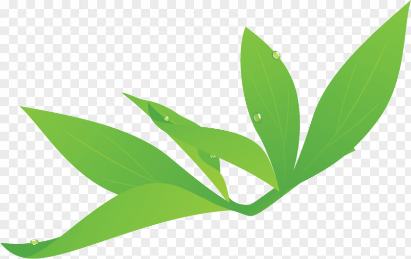 Leaf Plant Stem Grasses 아임미용학원 Branch PNG