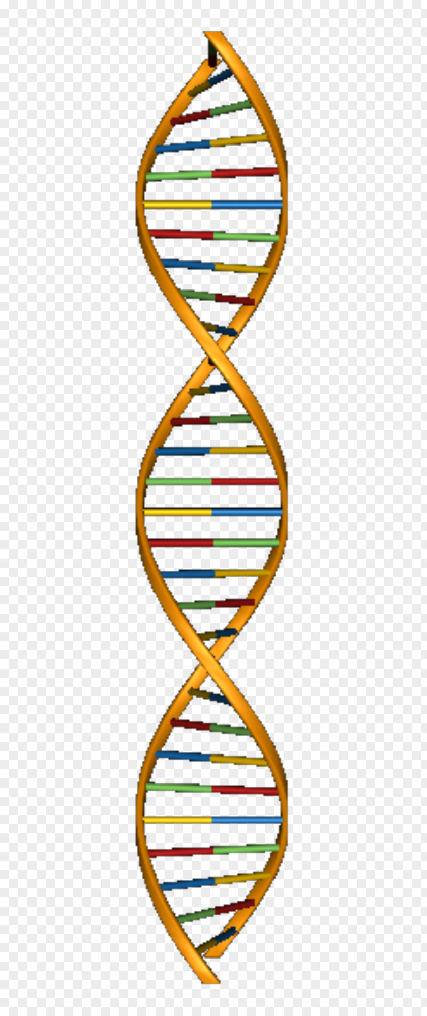 Molecular Models Of DNA Nucleic Acid Structure Double Helix Clip Art PNG