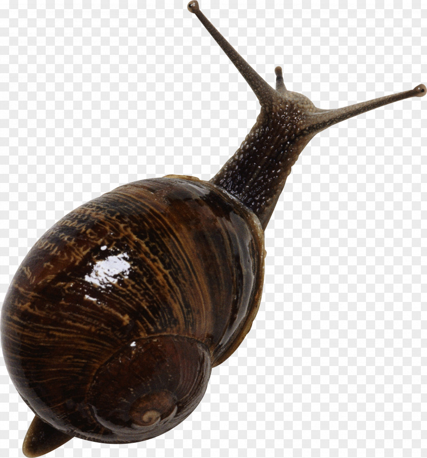 Snail Emerald Green Gastropods Seashell PNG