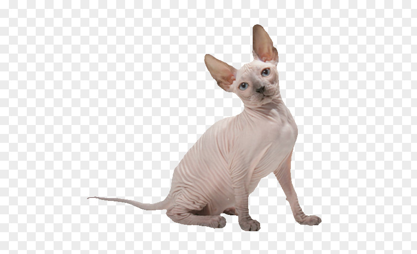 Sphynx Cat Donskoy Peterbald Whiskers Chat Rex PNG