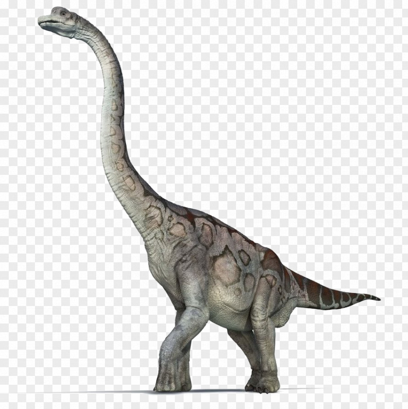 Brachiosaurus Sauropoda Dinosaur Reptile Jurassic Park PNG
