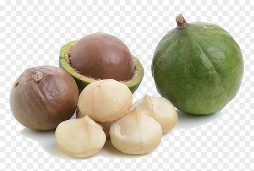 Cibo Crudo Biologico Macadamia OilWalnut Walnut Nut NaturaZen Srls PNG