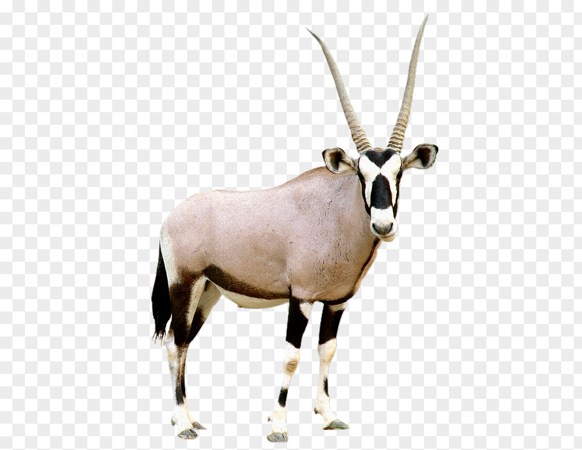 Gemsbok Antelope Pronghorn Scimitar Oryx PNG