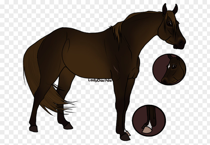 Horse Rein Stallion Mare Pony PNG