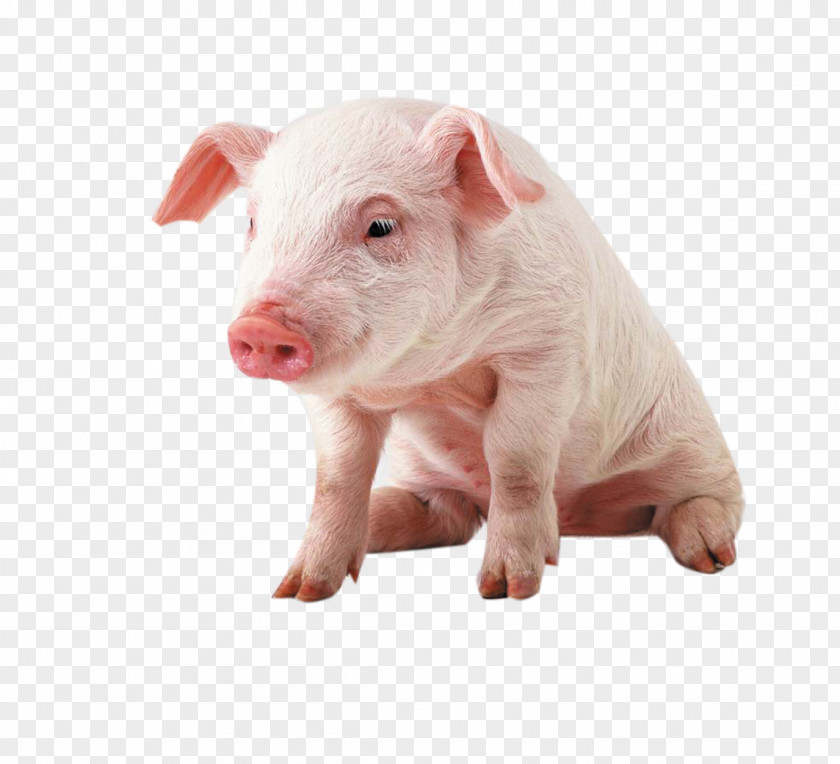 Pink Pet Pig Vietnamese Pot-bellied Miniature Clip Art PNG