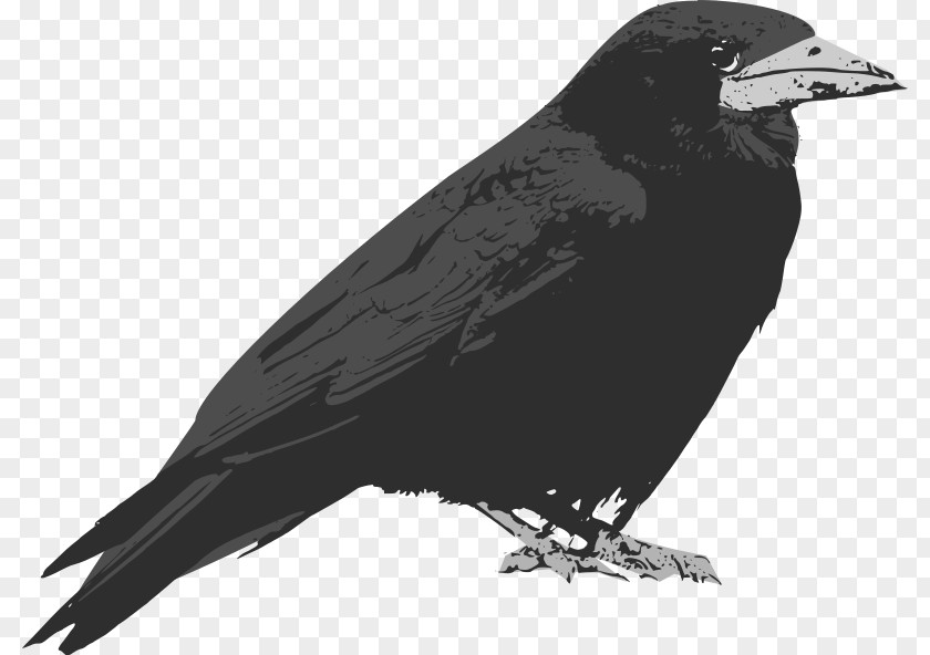 Raven Common Baltimore Ravens Clip Art PNG