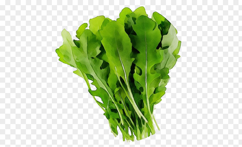 Romaine Lettuce Leaf Vegetable Rapini PNG