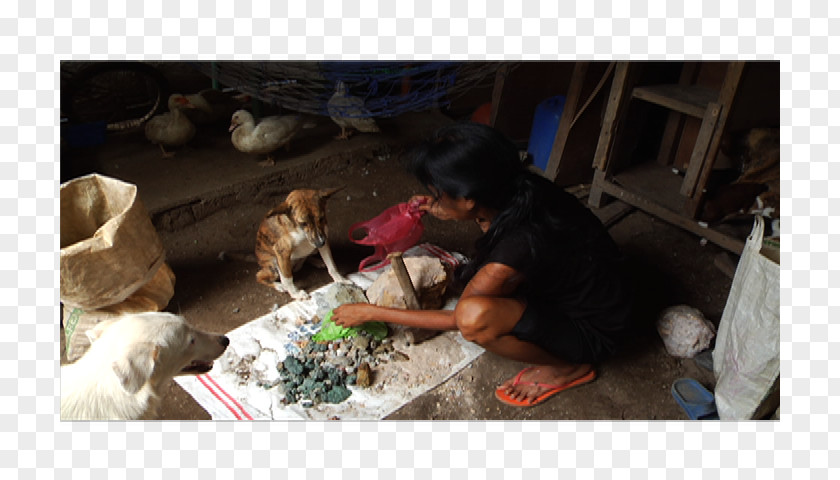 The Motorcycle Diaries Dog Breed Puppy Artisanal Mining Camarines Norte PNG