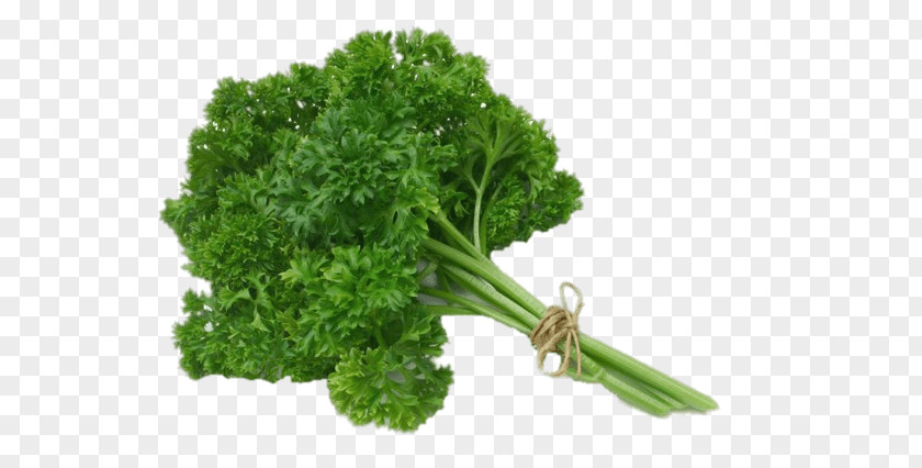 Vegetable Herb Food Coriander PNG