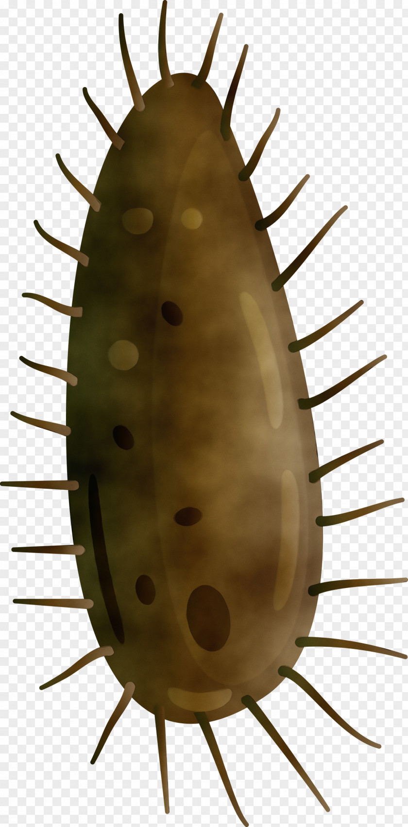 Cactus PNG