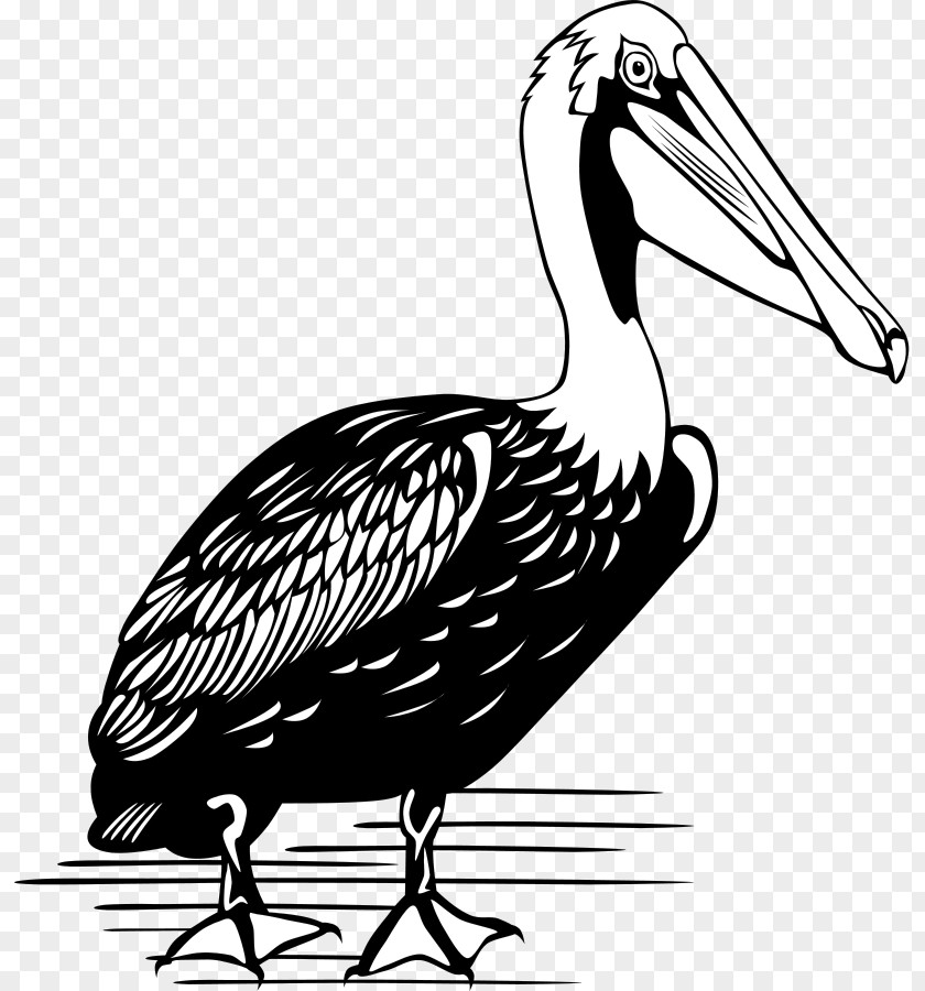 Cartoon Pelican Pictures Brown Bird Clip Art PNG