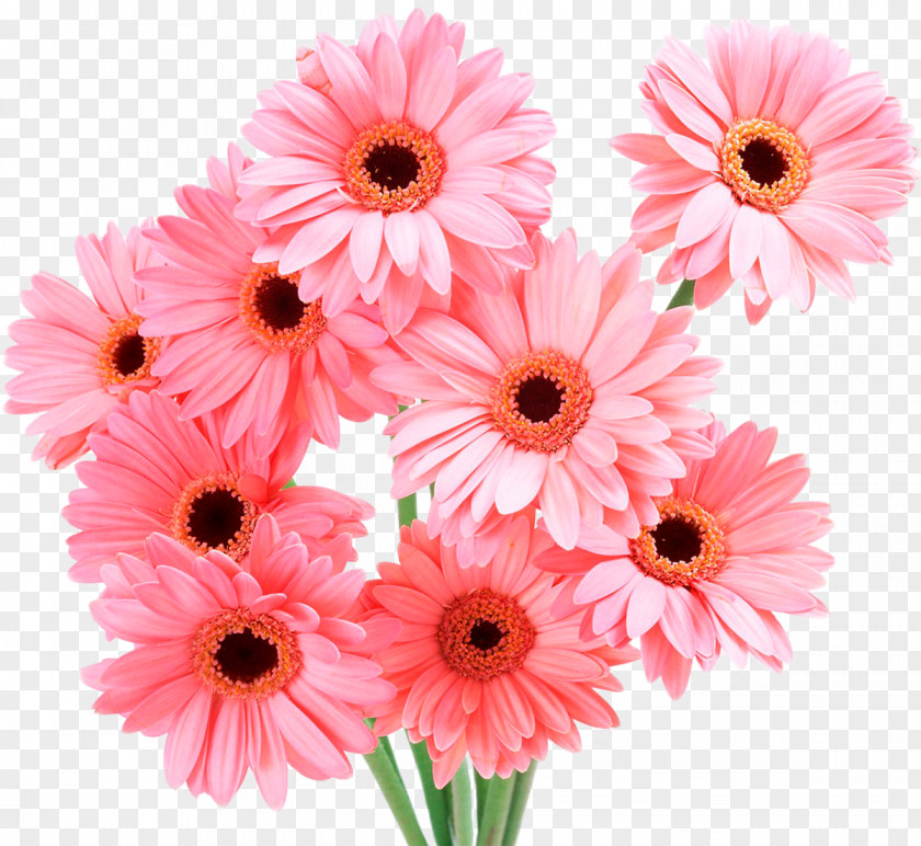 Chrysanthemum Transvaal Daisy Pink Flowers Common Rose PNG