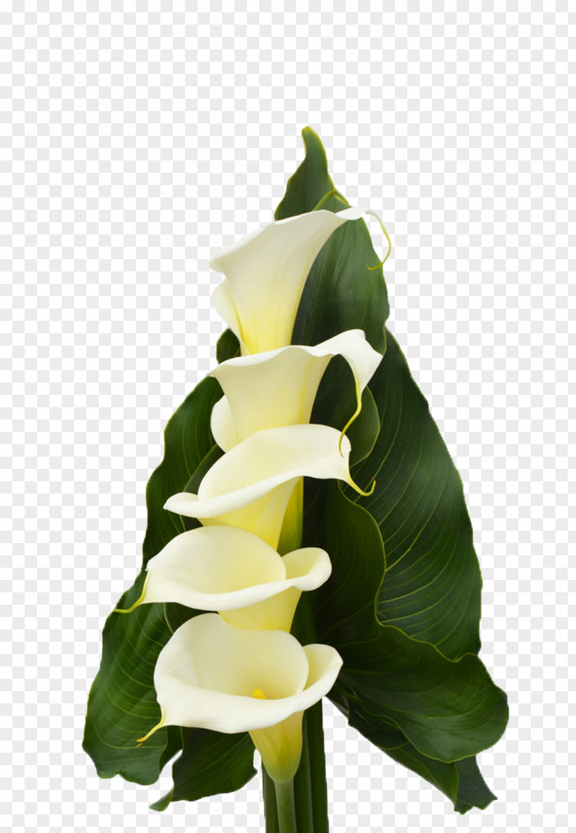 Design Floral Calas Cut Flowers Plant Stem PNG