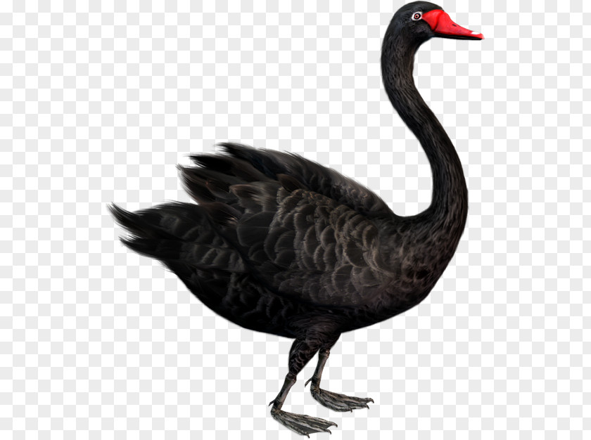 Goose Cygnini Duck Bird PNG