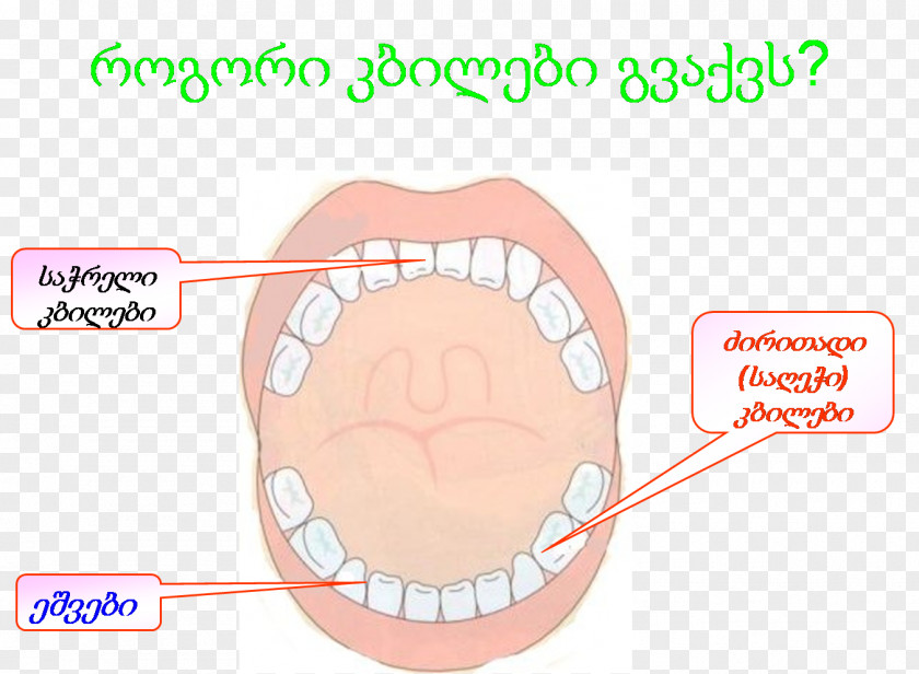 Lop Tooth Cheek Chin Lip Mouth PNG