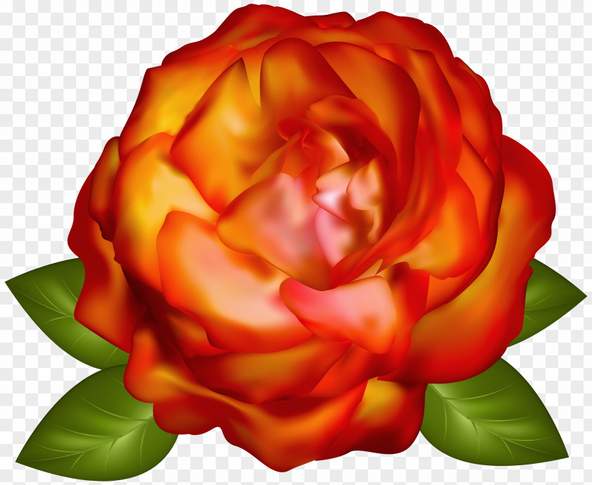 Rose Garden Roses Desktop Wallpaper Computer Graphics PNG