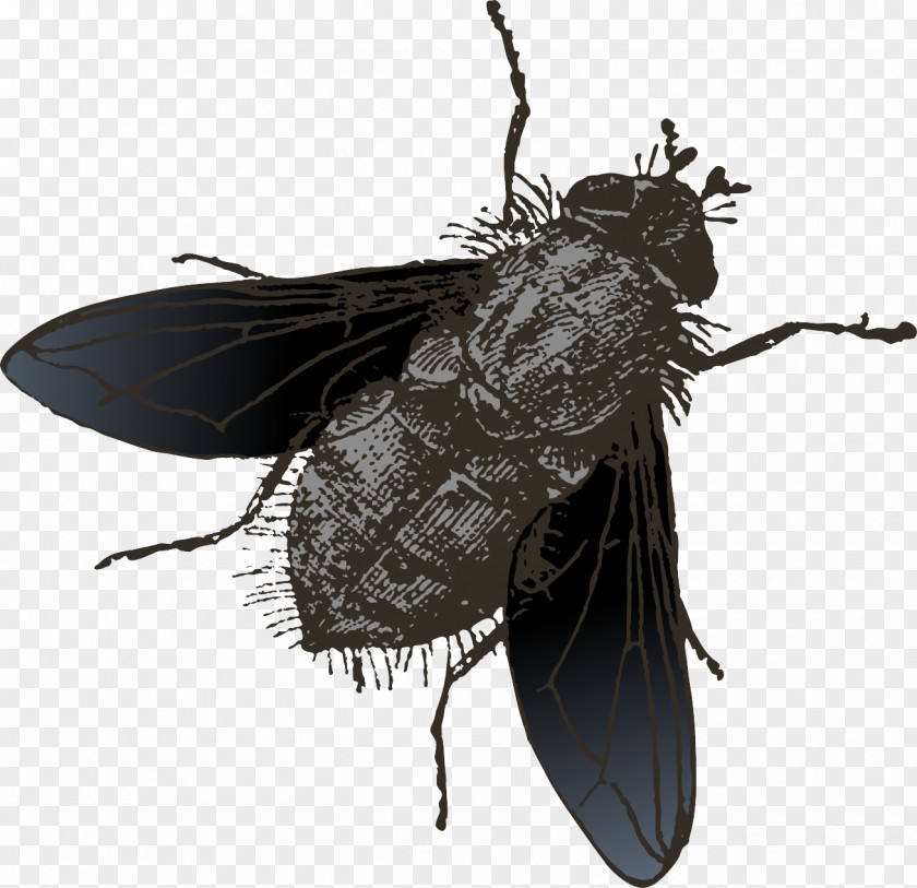 Vector Painted Flies Insect Fly PNG