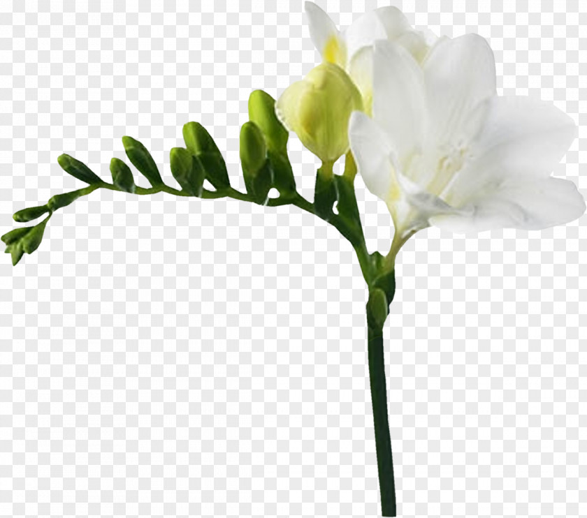 White Flower Freesia Red Yellow PNG