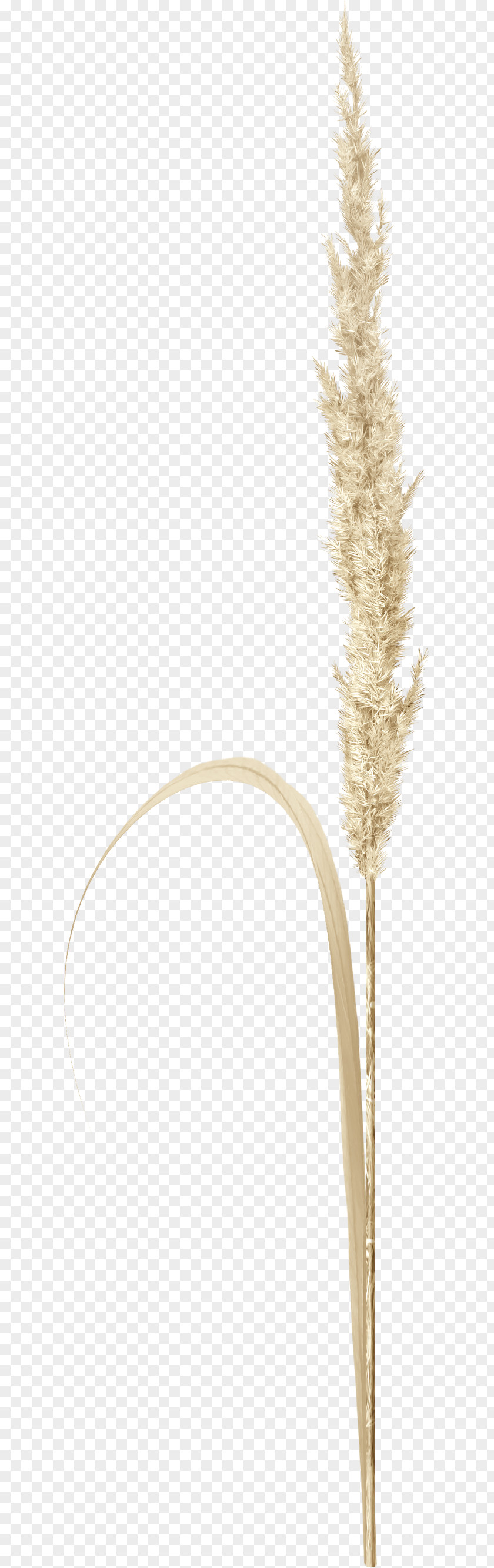 Brown Grass Grasses Twig Plant Stem Commodity Family PNG