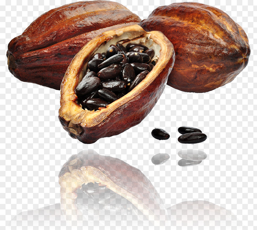 Chocolate Cacao Tree Cocoa Bean Raw Solids PNG