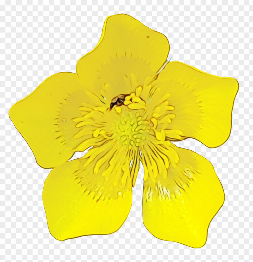 Cinquefoil Hibiscus Petal Yellow Cut Flowers PNG