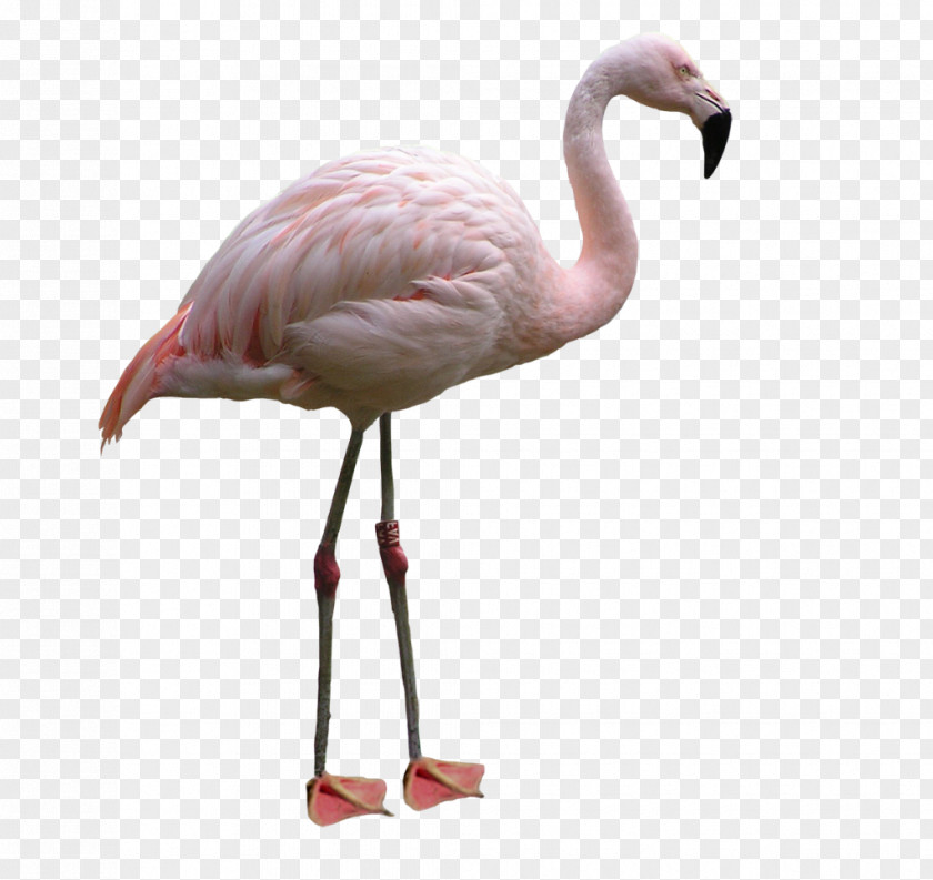 Flamingo Water Bird Lovebird PNG